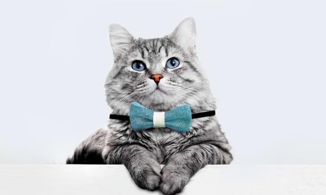 collari e accessori gatto